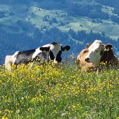 Veronikas Relax & Family - An Alpenluxus Appartement, Zillertal